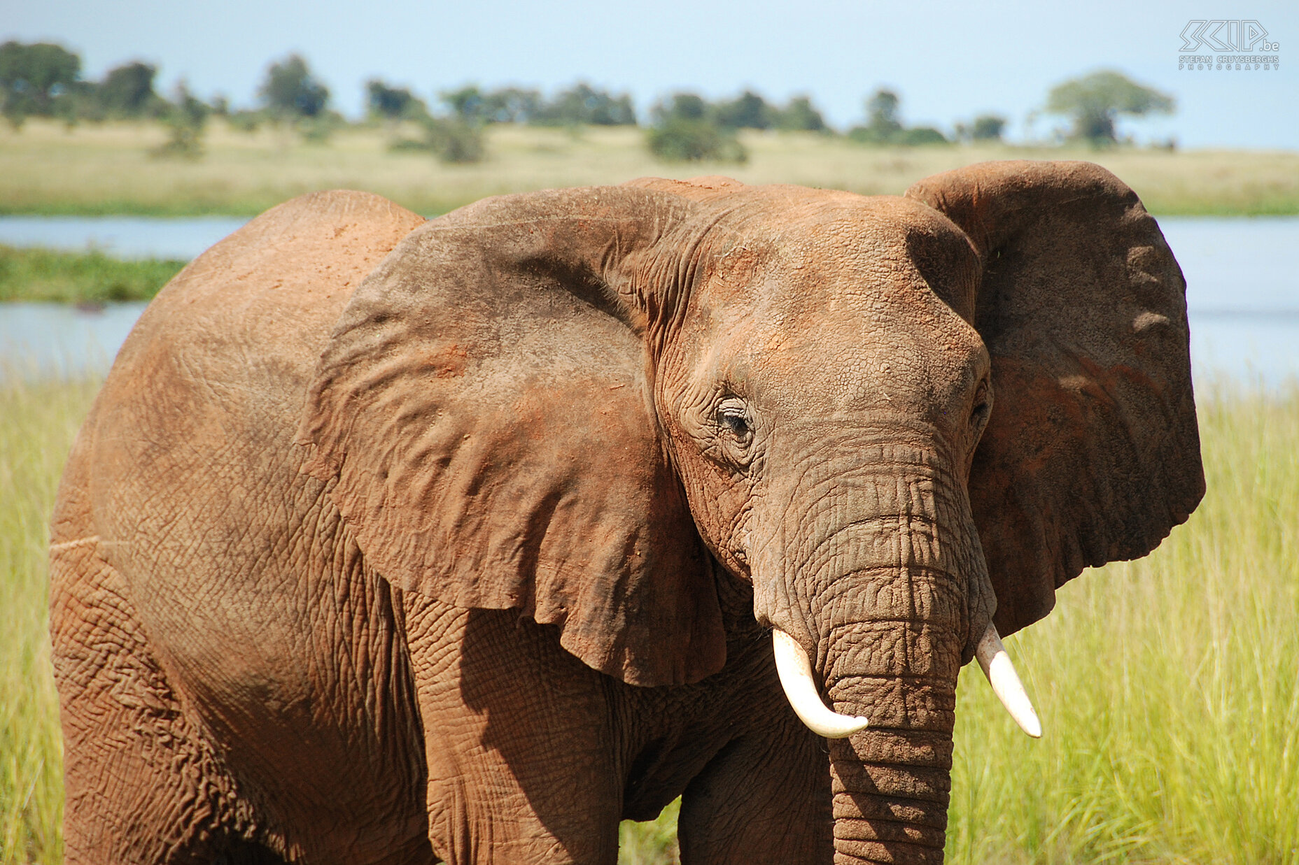 Murchison - Olifant We moeten er enkele uren achter zoeken, maar in de buurt van Lake Albert komen we een groep olifanten tegen. Stefan Cruysberghs